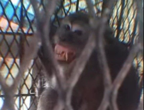 Captura de macaco põe fim a série de ataques que deixou 18 feridos na Indonésia