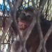 Captura de macaco põe fim a série de ataques que deixou 18 feridos na Indonésia