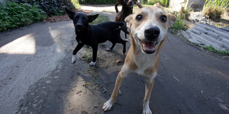 Caramelos sem casa: a dura vida dos cachorros que vivem às margens da sociedade humana, entre a mata e a cidade