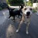 Caramelos sem casa: a dura vida dos cachorros que vivem às margens da sociedade humana, entre a mata e a cidade