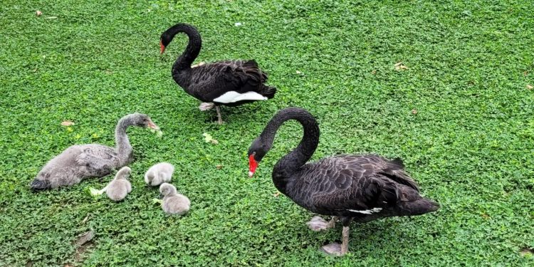 Casal de cisnes-negros do Parque Guinle ganha três filhotes