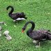 Casal de cisnes-negros do Parque Guinle ganha três filhotes