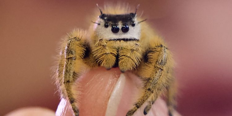 Celebridades nas redes sociais, aranhas-saltadoras de estimação viram febre nos Estados Unidos