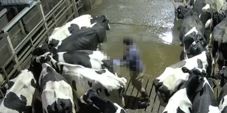 Chutes, socos e cigarros acesos: câmeras escondidas flagram agressões a vacas em fazenda premiada no Reino Unido