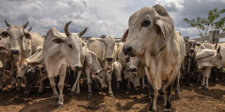 Ciência transforma cascas, resíduos e sementes em bioativos de alto valor em mercado bilionário