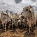 Ciência transforma cascas, resíduos e sementes em bioativos de alto valor em mercado bilionário