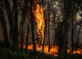 Cientistas criam IA capaz de antecipar incêndios com até 16 dias de antecedência