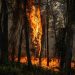Cientistas criam IA capaz de antecipar incêndios com até 16 dias de antecedência