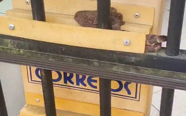 Cobra escolhe caixa de correio como esconderijo e surpreende moradora em Santa Catarina; vídeo