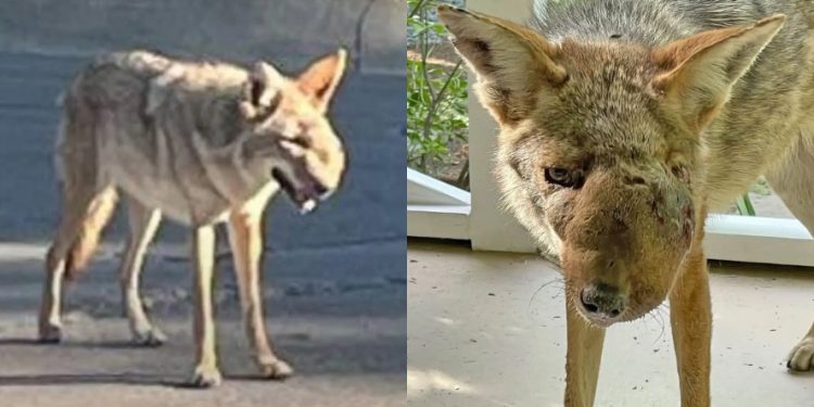 Coiote Wendy: animal com deformações no rosto viraliza e moradores da Califórnia mobilizam resgate