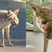 Coiote Wendy: animal com deformações no rosto viraliza e moradores da Califórnia mobilizam resgate