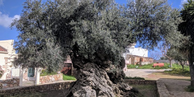Com estimativa de mais de 4000 anos, oliveira revitaliza o turismo em pequen vila na Grécia