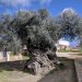 Com estimativa de mais de 4000 anos, oliveira revitaliza o turismo em pequen vila na Grécia