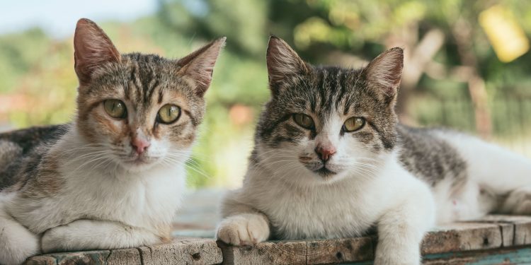 Como cinco gatos provocaram um desastre ecológico que já dura mais de sete décadas