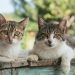 Como cinco gatos provocaram um desastre ecológico que já dura mais de sete décadas