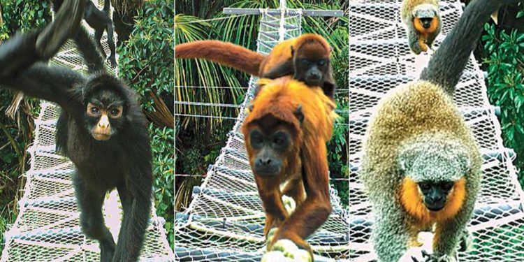 Como pontes entre as árvores zeraram as mortes de macacos ameaçados na Floresta Amazônica; fotos