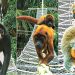 Como pontes entre as árvores zeraram as mortes de macacos ameaçados na Floresta Amazônica; fotos
