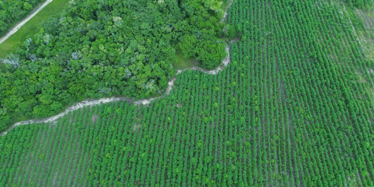 Crise climática exige menos pessimismo e mais apoio a soluções existentes, diz vice-presidente do Earthshot Prize