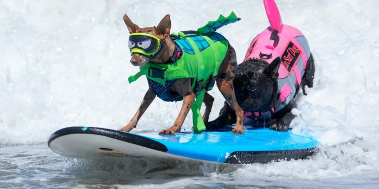 De colete e prancha, cães disputam Campeonato Mundial de Surfe na Califórnia; veja imagens