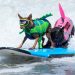 De colete e prancha, cães disputam Campeonato Mundial de Surfe na Califórnia; veja imagens