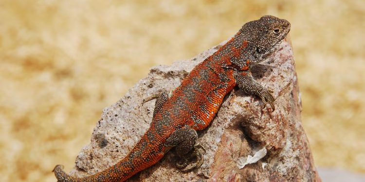 Descoberta nova espécie de lagarto endêmica do Peru que vive a mais de 4 mil metros de altitude