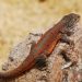 Descoberta nova espécie de lagarto endêmica do Peru que vive a mais de 4 mil metros de altitude