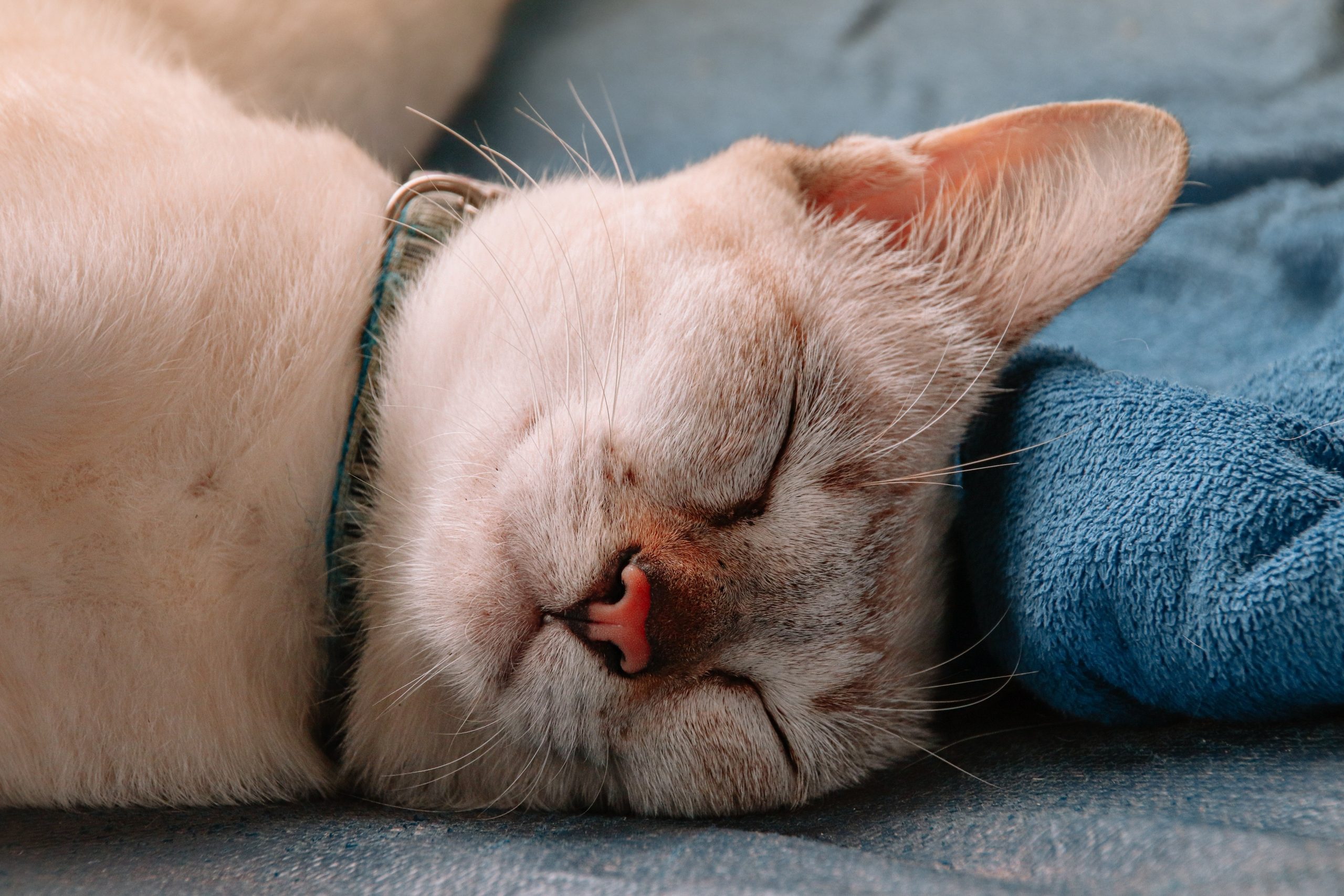 Dia Internacional do Gato: por que os felinos dormem tanto? Veja quantas horas eles precisam descansar