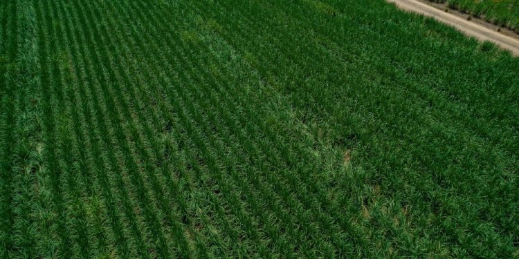 EUA cortam cota de açúcar do Brasil e condicionam recomposição a acordo comercial