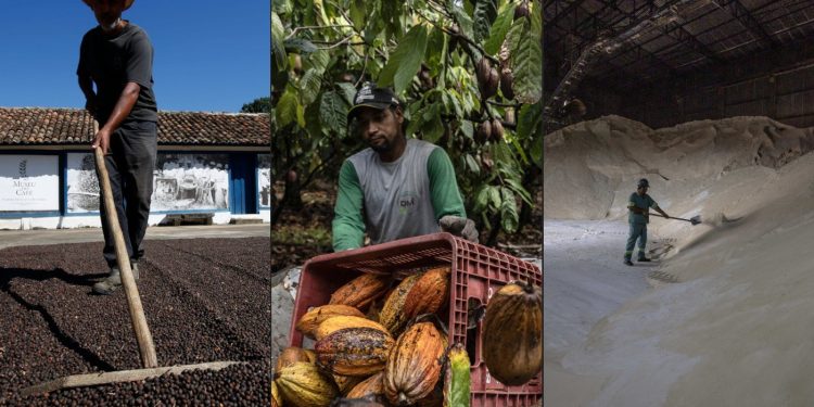 El Niño já eleva preços de café, cacau e açúcar e deve afetar desempenho do agro em 2027