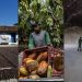 El Niño já eleva preços de café, cacau e açúcar e deve afetar desempenho do agro em 2027