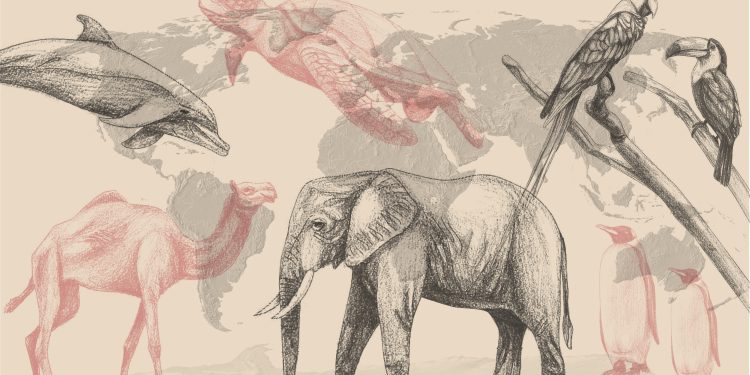 Elefantes, pandas e botos: crise climática leva animais aos limites da sobrevivência