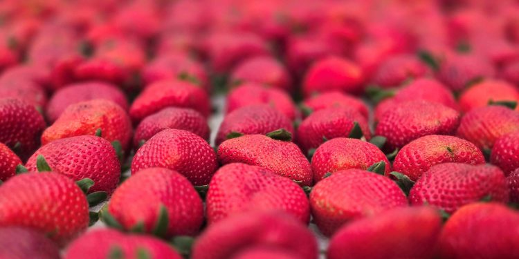 Festa de Flores e Morangos realiza 44a edição em Atibaia