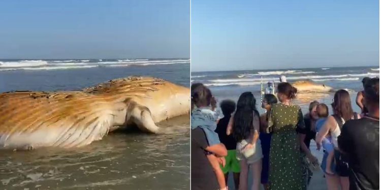 Filhote de baleia encalhado surpreende banhistas em Praia Grande; veja vídeo
