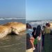 Filhote de baleia encalhado surpreende banhistas em Praia Grande; veja vídeo
