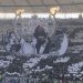 Flamengo nega uso do Maracanã para o Vasco jogar a Copa do Brasil
