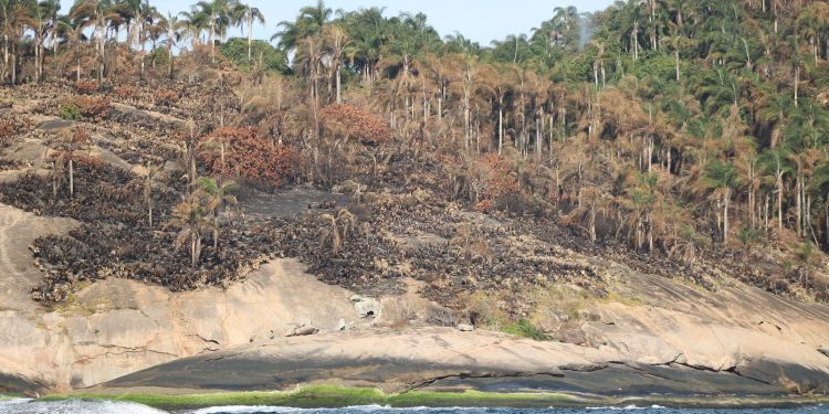 Fogo atinge duas áreas de preservação de Niterói em uma semana