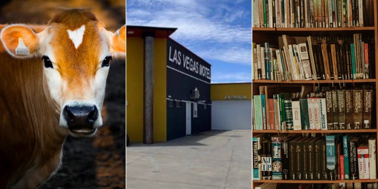 Fuzis, 4 mil cabeças de gado, motel e biblioteca com 8 mil livros: os bens mais inusitados declarados por candidatos