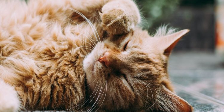 Gatos felizes: conheça 5 dicas de uma especialista para garantir a felicidade do seu felino