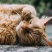 Gatos felizes: conheça 5 dicas de uma especialista para garantir a felicidade do seu felino