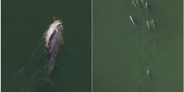 Golfinho carrega corpo de filhote por dias em luto, após perder as quatro últimas crias; vídeo