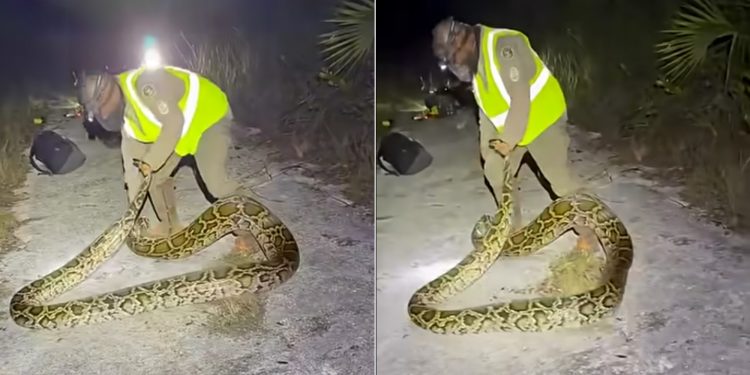 Homem captura cobra de 5 metros durante desafio de caça anual na Flórida; vídeo