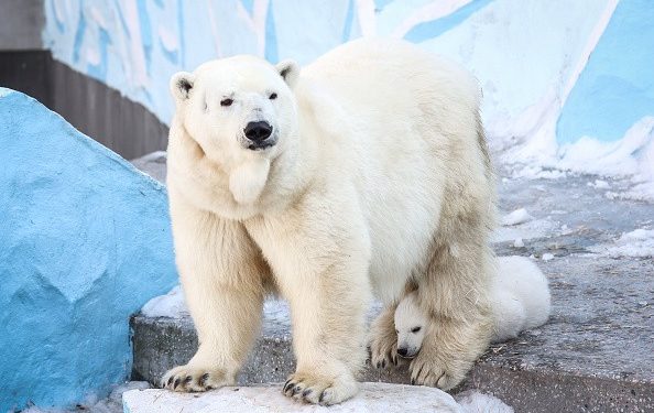 Homem é multado em R$ 25 mil após acordar urso polar com buzina na Noruega