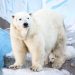 Homem é multado em R$ 25 mil após acordar urso polar com buzina na Noruega