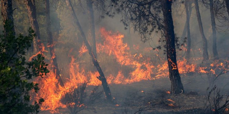 Incêndios, secas, calor extremo e fome: África sofre impacto desproporcional da crise climática e teme super El Niño