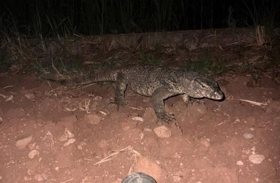 Lagarto gigante desaparecido mobiliza buscas e leva cidade da Itália a restringir circulação de pedestres