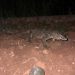 Lagarto gigante desaparecido mobiliza buscas e leva cidade da Itália a restringir circulação de pedestres