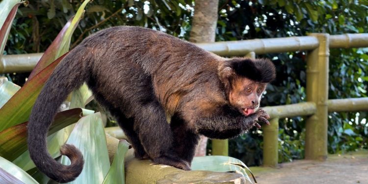Macaco-prego é flagrado bebendo água direto de bromélia gigante na Vista Chinesa; vídeo
