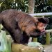 Macaco-prego é flagrado bebendo água direto de bromélia gigante na Vista Chinesa; vídeo