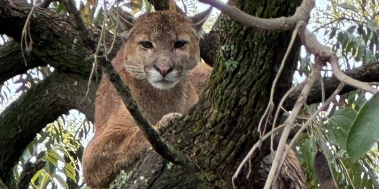 Minas Gerais mobiliza forças de segurança para capturar onça presa em árvore, mas animal desce e foge para mata