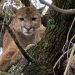 Minas Gerais mobiliza forças de segurança para capturar onça presa em árvore, mas animal desce e foge para mata